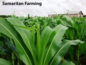 Samaritan Farming