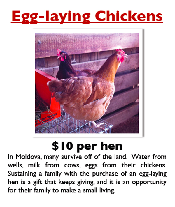 egg laying chickens 