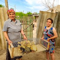 Ducks for an Impoverished Family, Moldova, Christmas Catalog 2020
