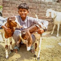 Goats for a Family in Pakistan Pakistani boy with goats
